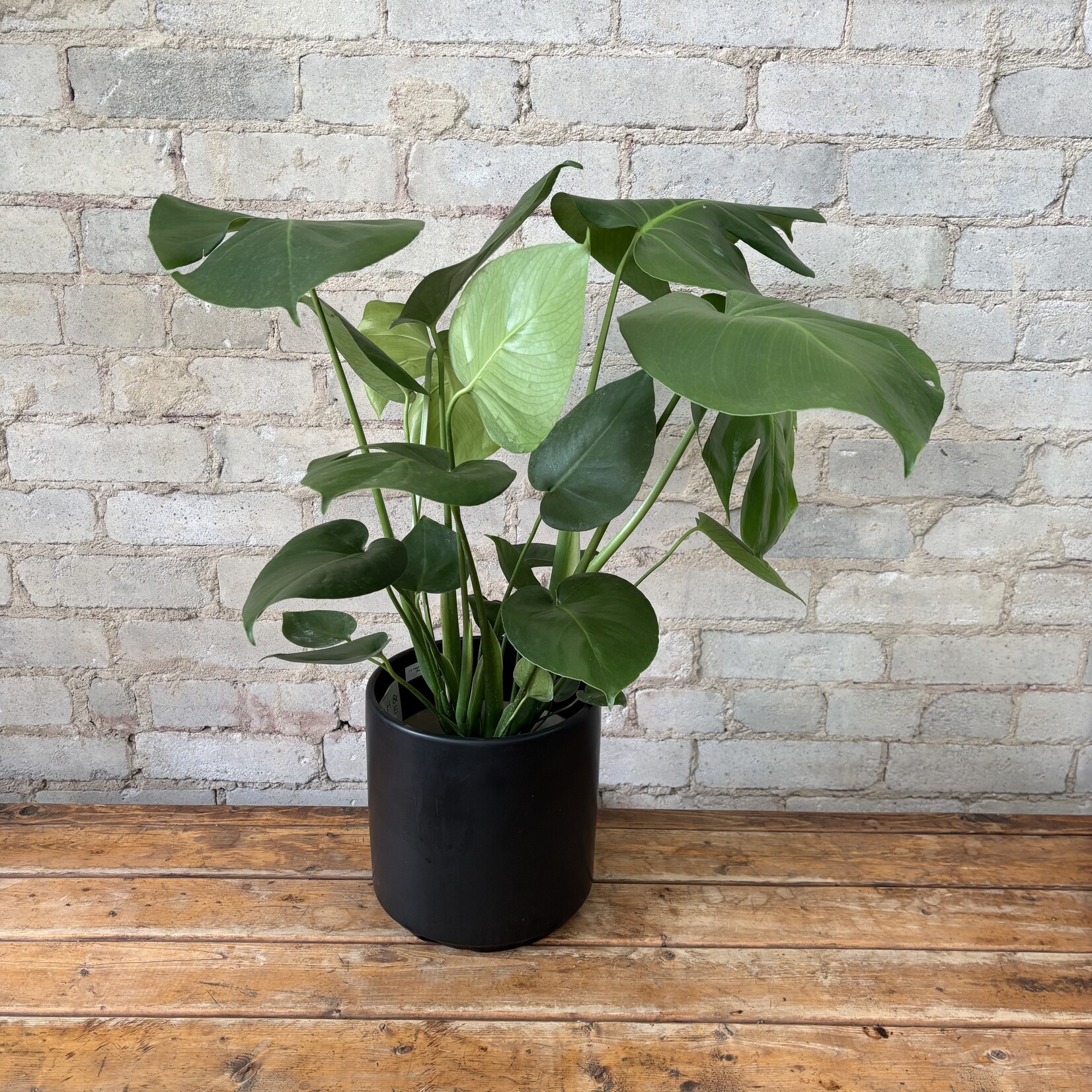 Monstera Deliciosa 6"
