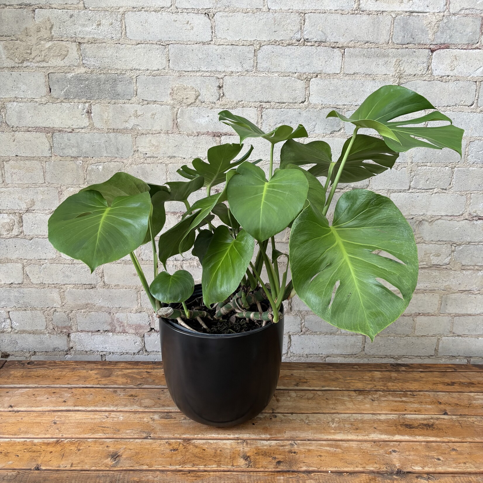 Monstera Deliciosa 10"