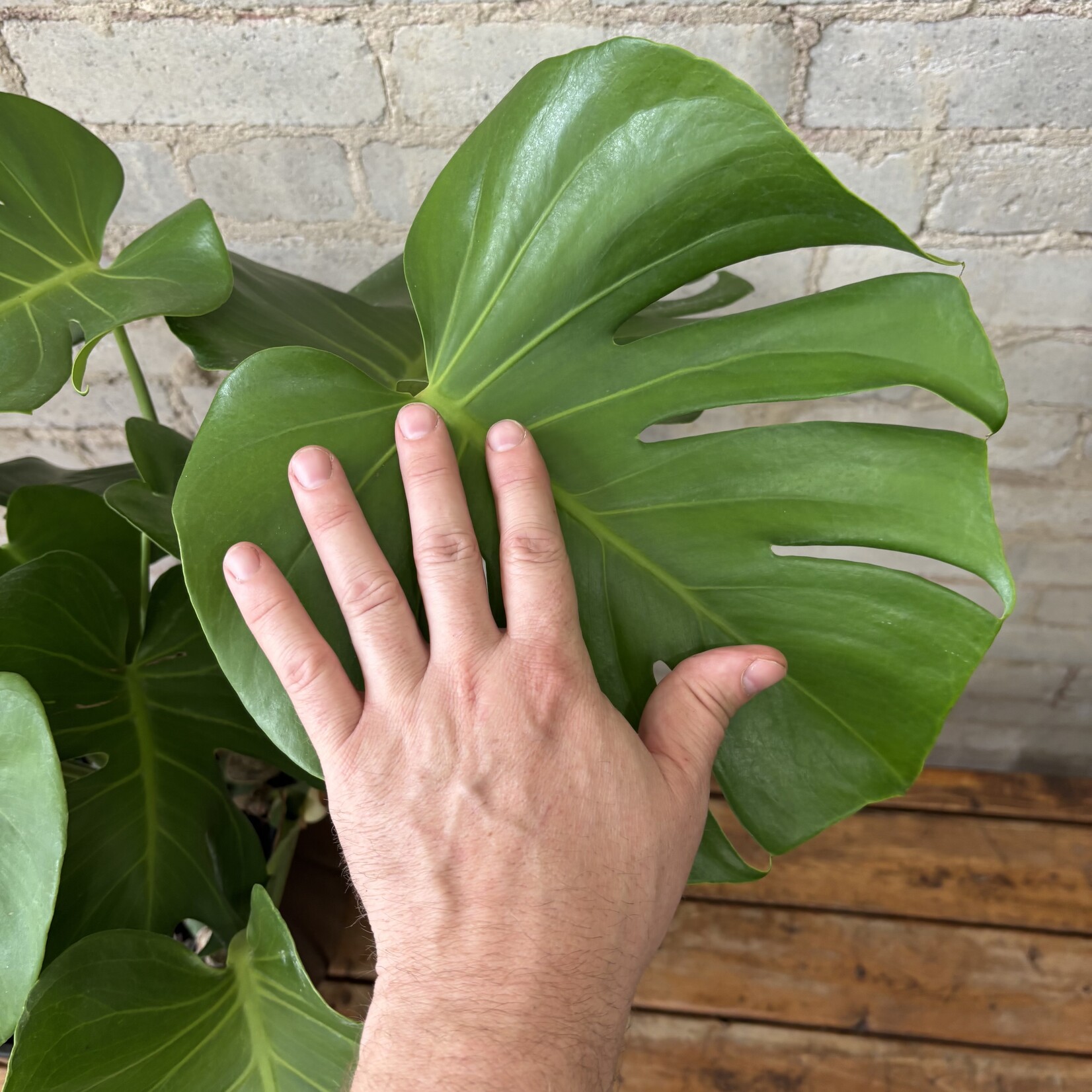 Monstera Deliciosa 10"