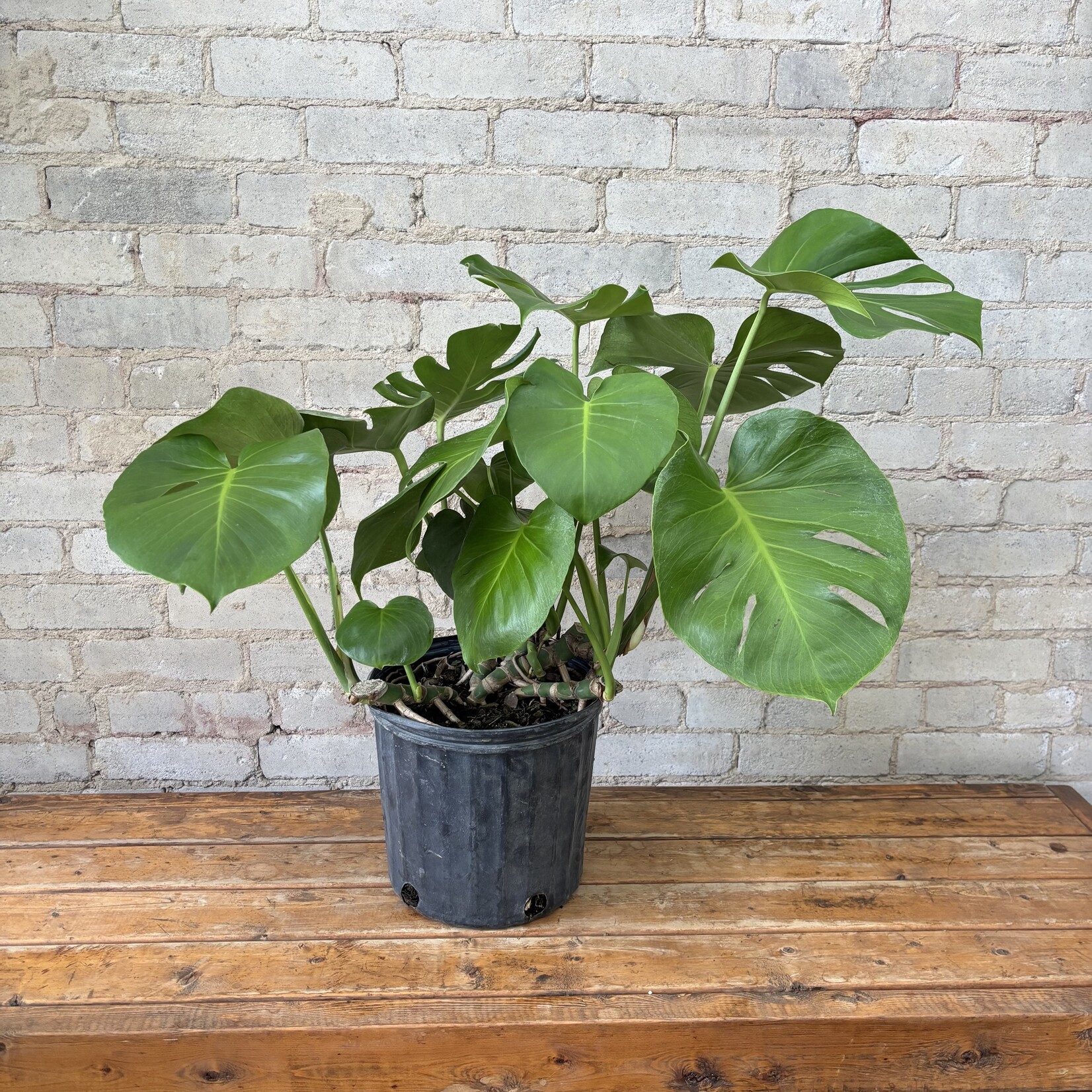 Monstera Deliciosa 10"