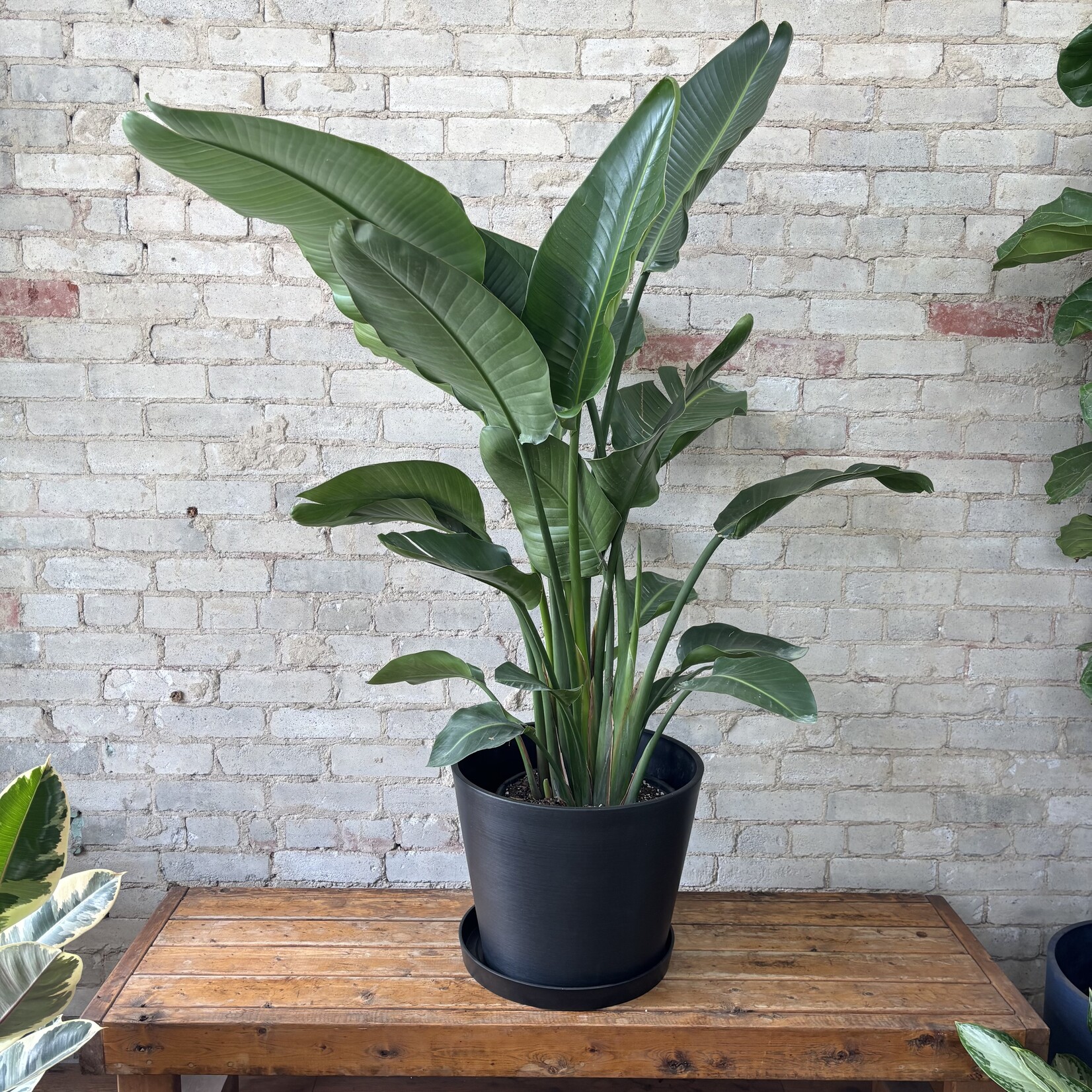 Strelitzia Nicolai Bird of Paradise 12"