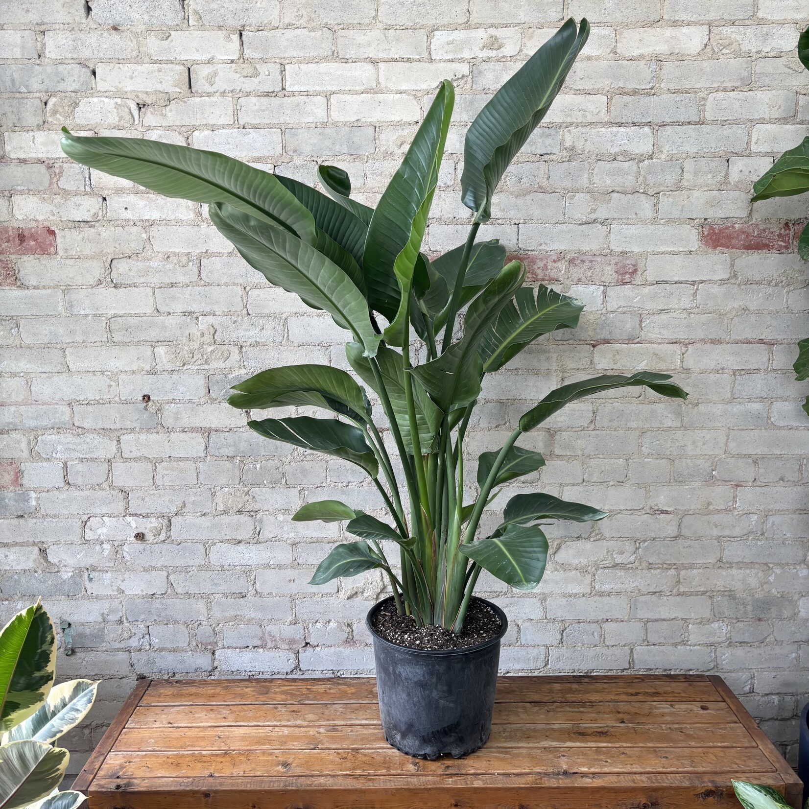 Strelitzia Nicolai Bird of Paradise 12"