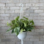 Marble Queen Pothos 8" HB