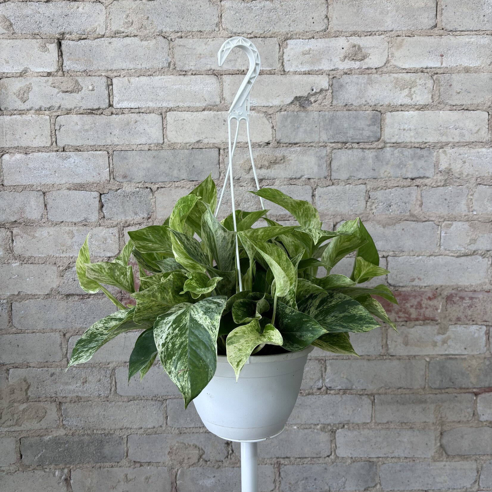 Marble Queen Pothos 8" HB