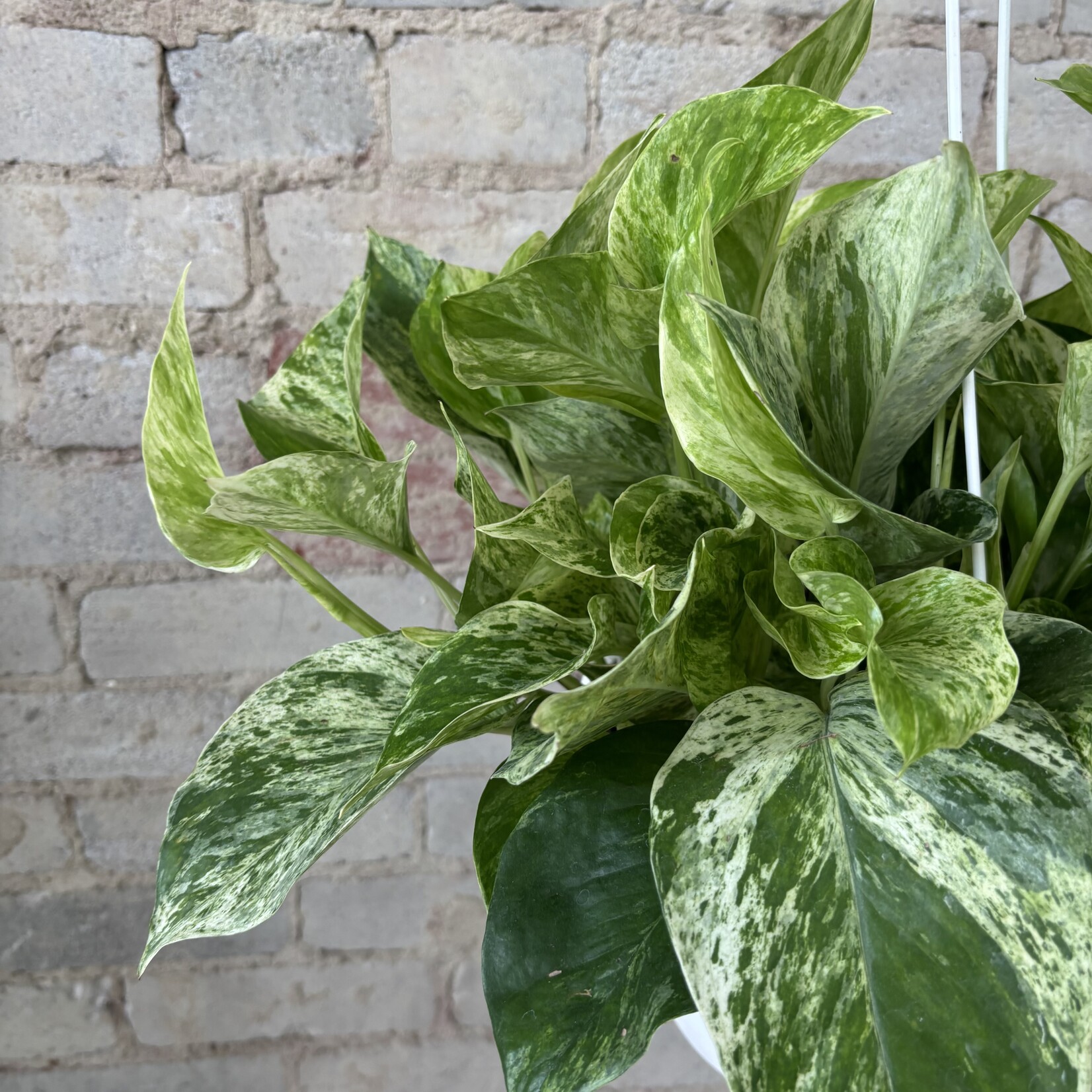 Marble Queen Pothos 8" HB