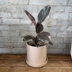 Ficus Elastica Ruby 6"