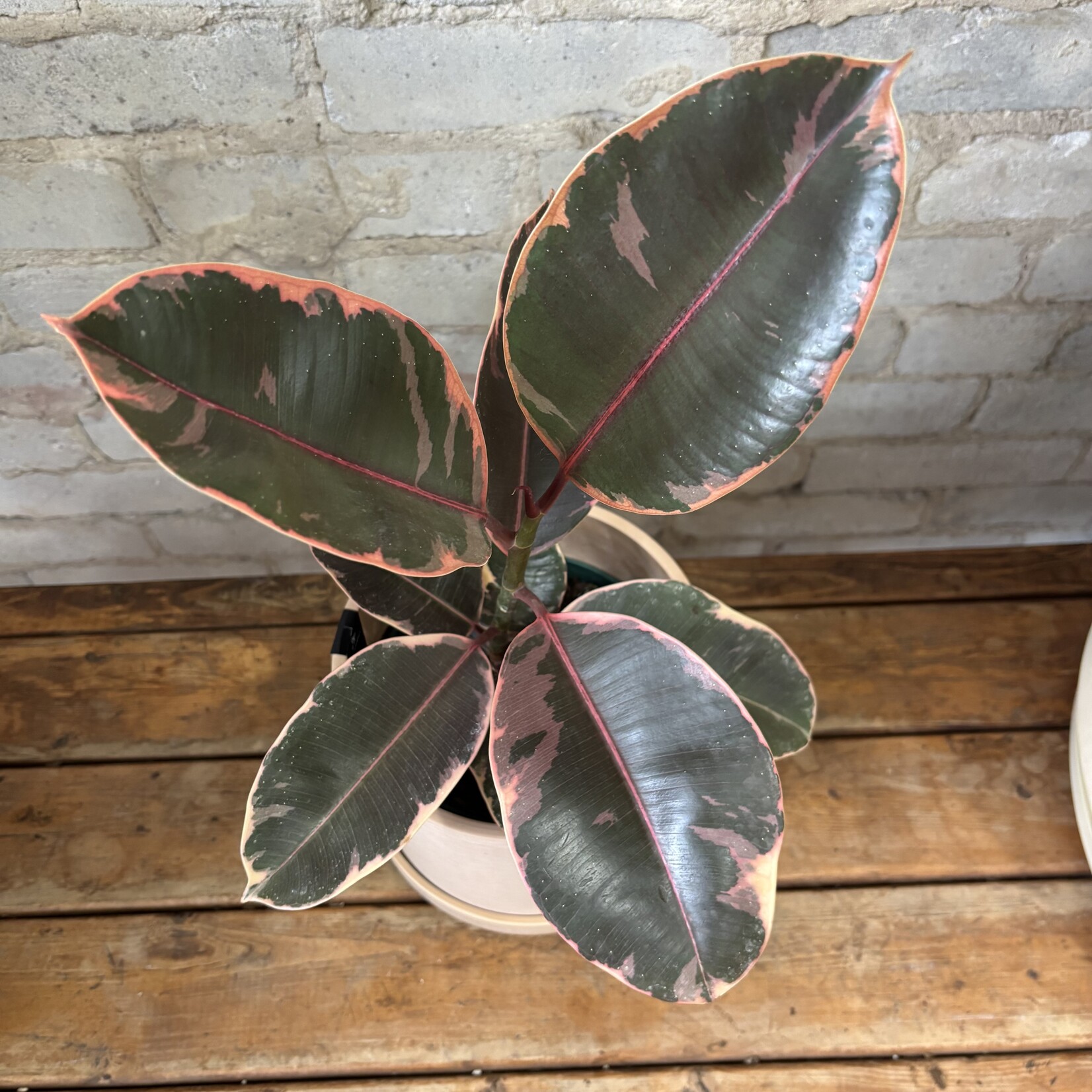 Ficus Elastica Ruby 6"