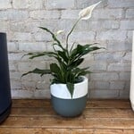 Peace Lily 'Sweet Pablo' 6"