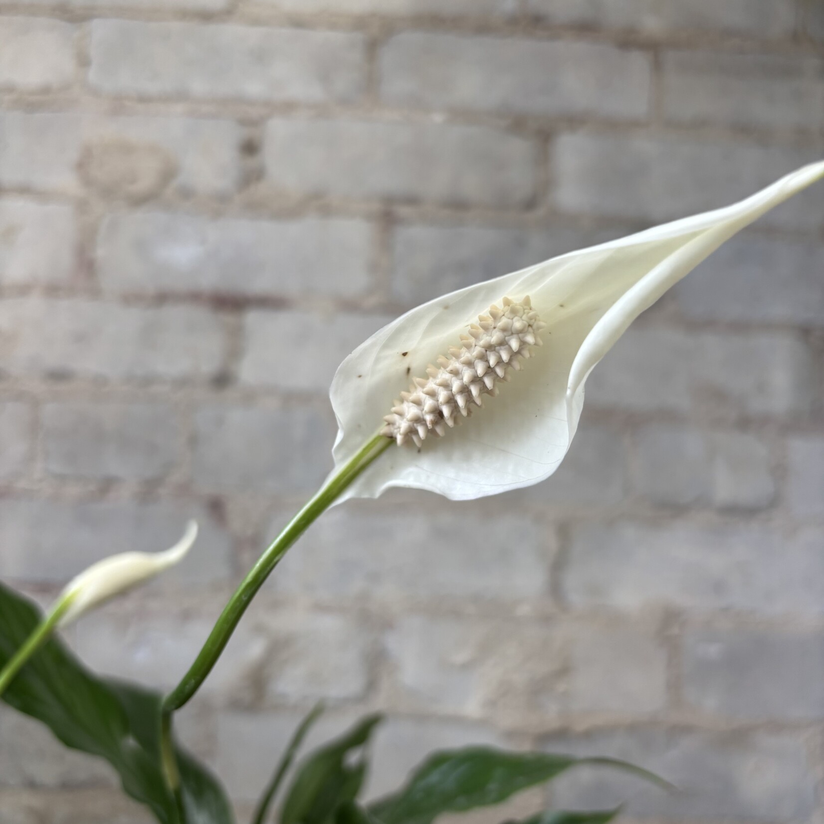 Peace Lily 'Sweet Pablo' 6"
