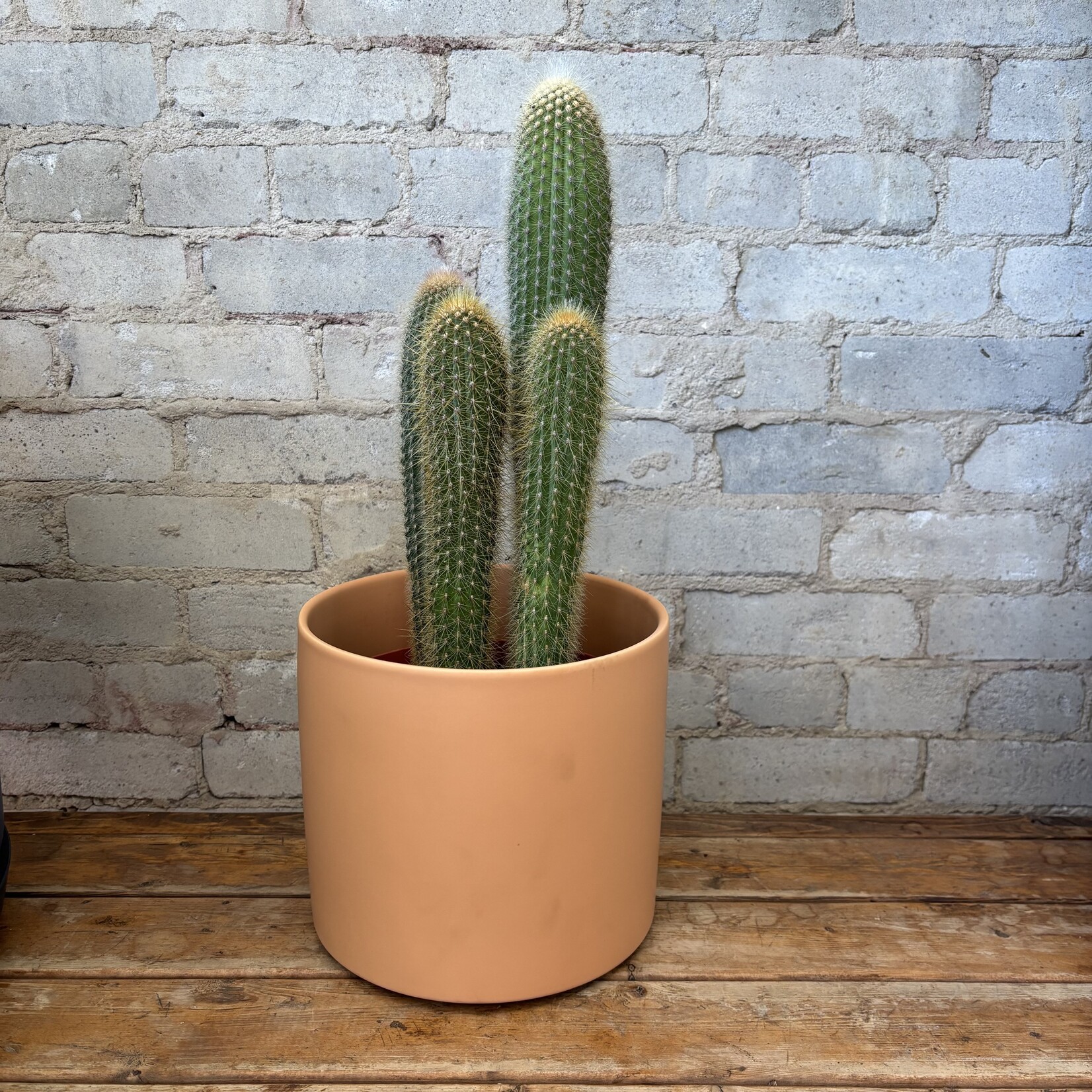 Red Foxtail Cactus 8"