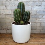 Sun Goddess Cactus 8"
