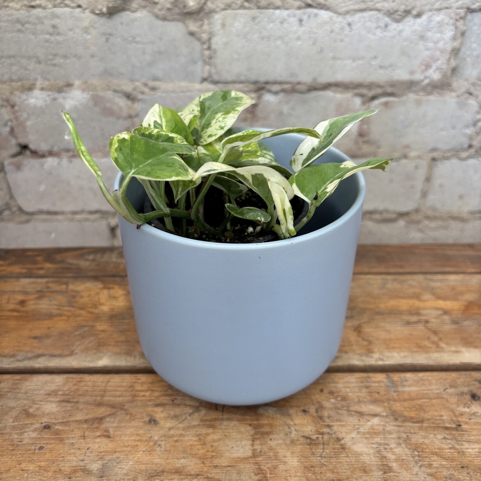 Pearls & Jade Pothos 3.5"