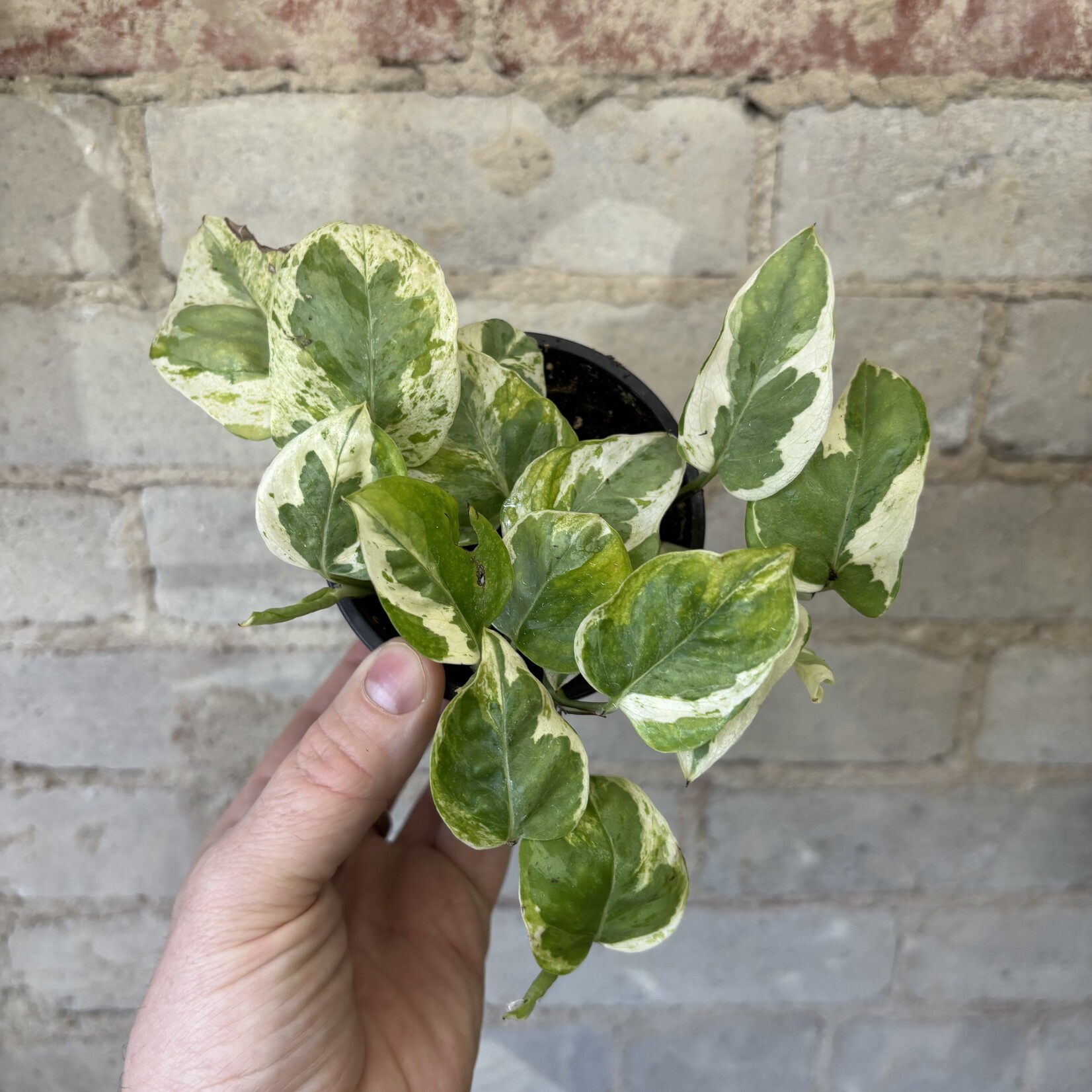Pearls & Jade Pothos 3.5"