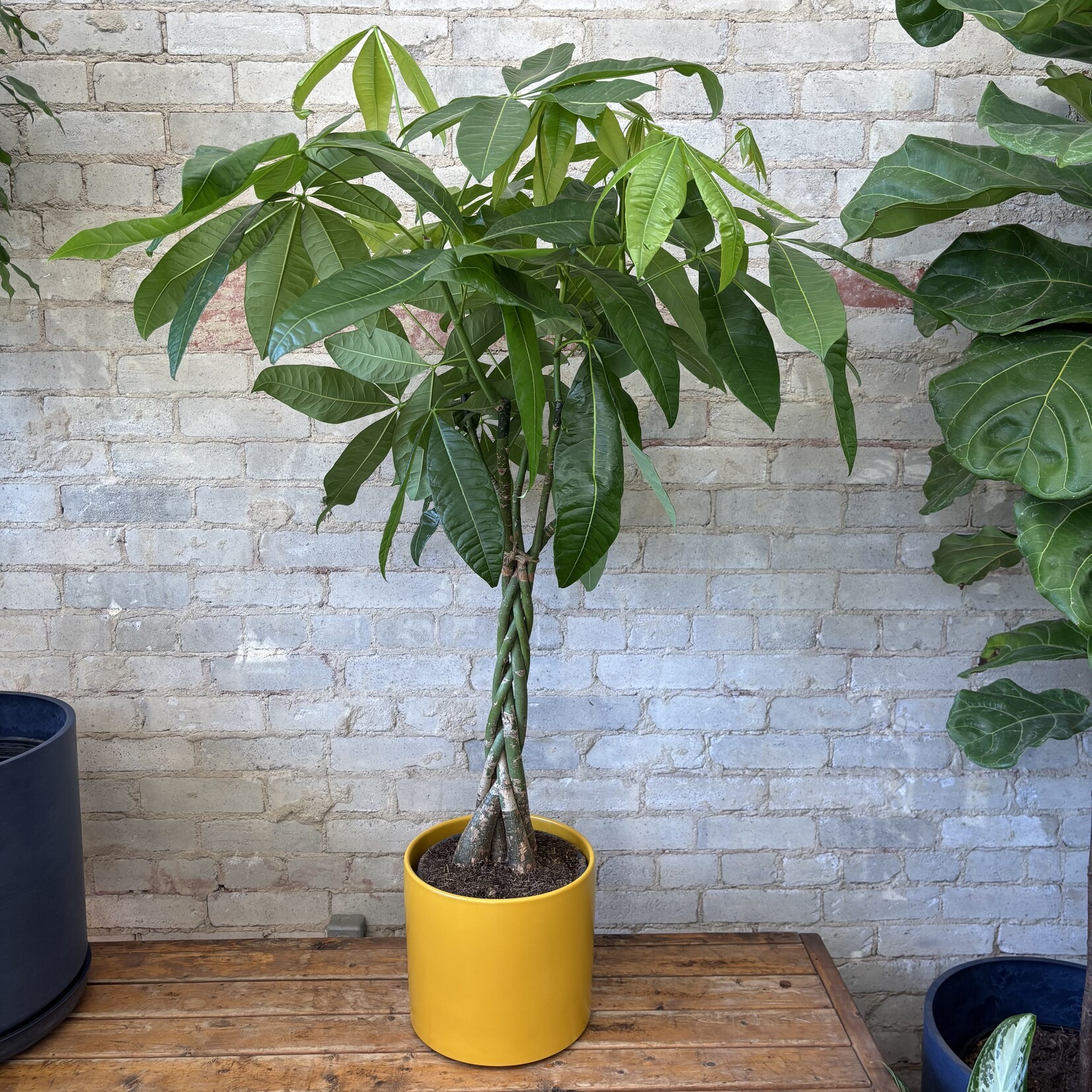 Pachira Aquatica - Money Tree 10"