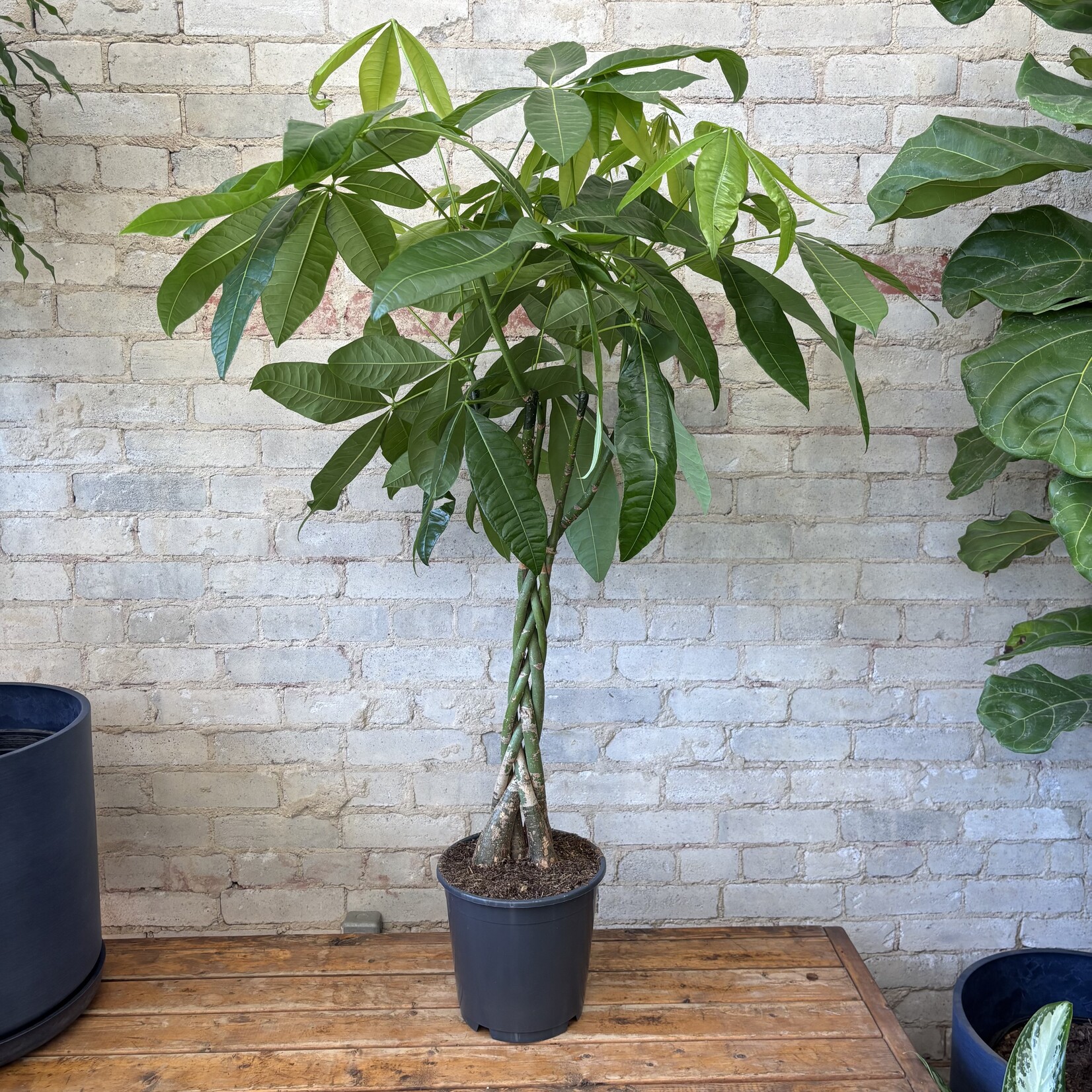 Pachira Aquatica - Money Tree 10"