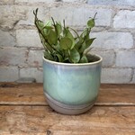 Hoya Krohniana Splash 3.5"