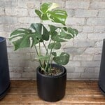Monstera Thai Constellation 8"