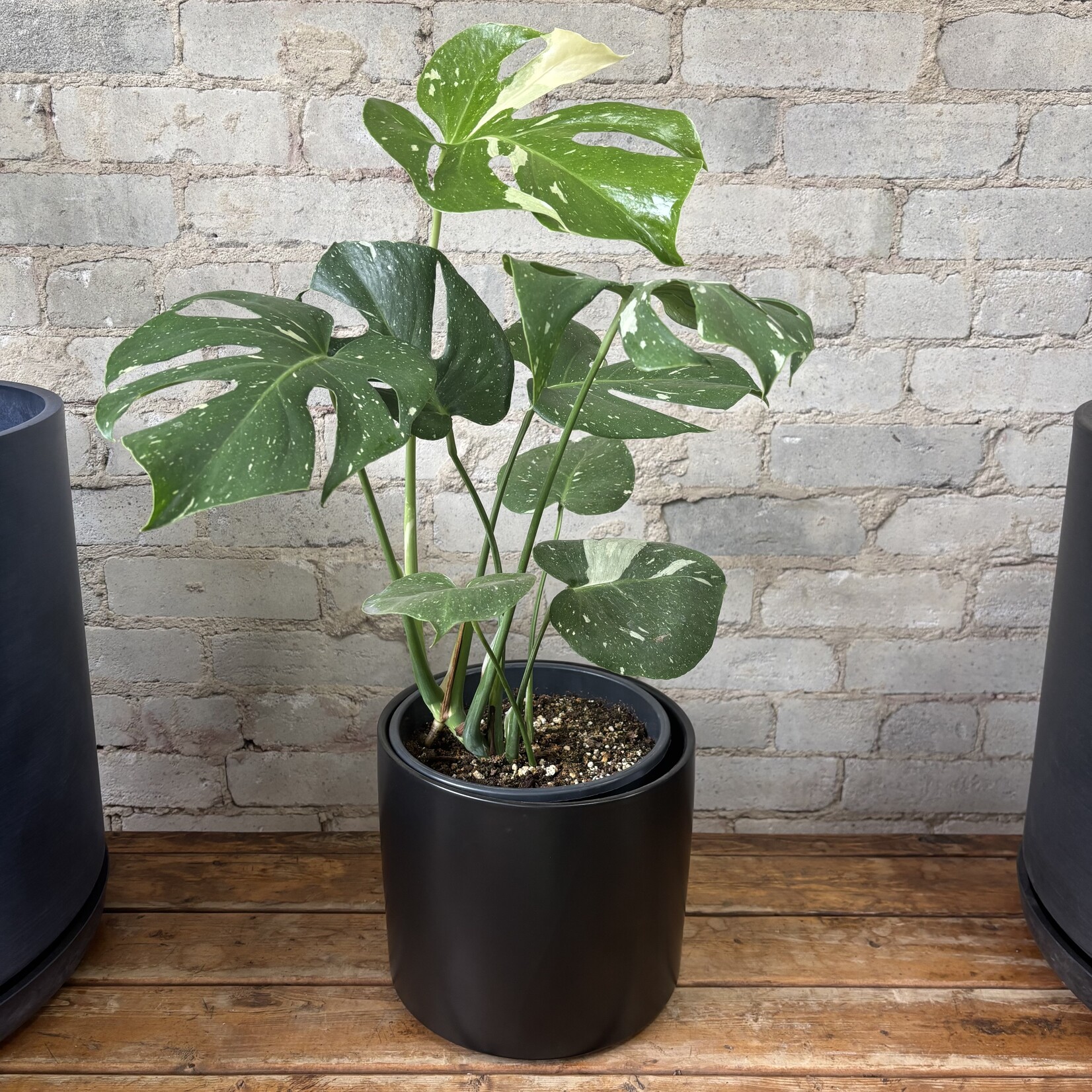 Monstera Thai Constellation 8"