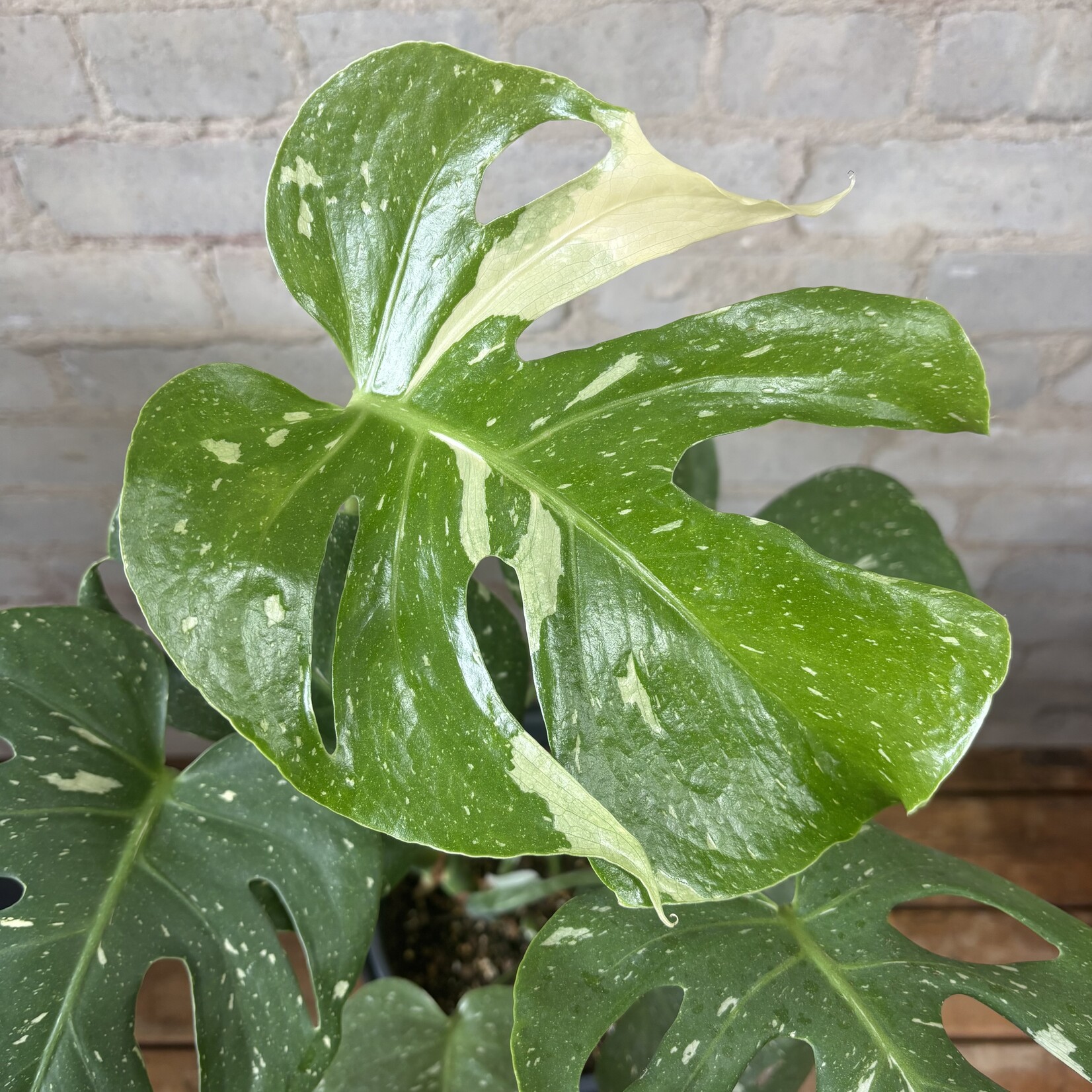 Monstera Thai Constellation 8"
