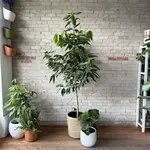 Cinnamon Tree 14"