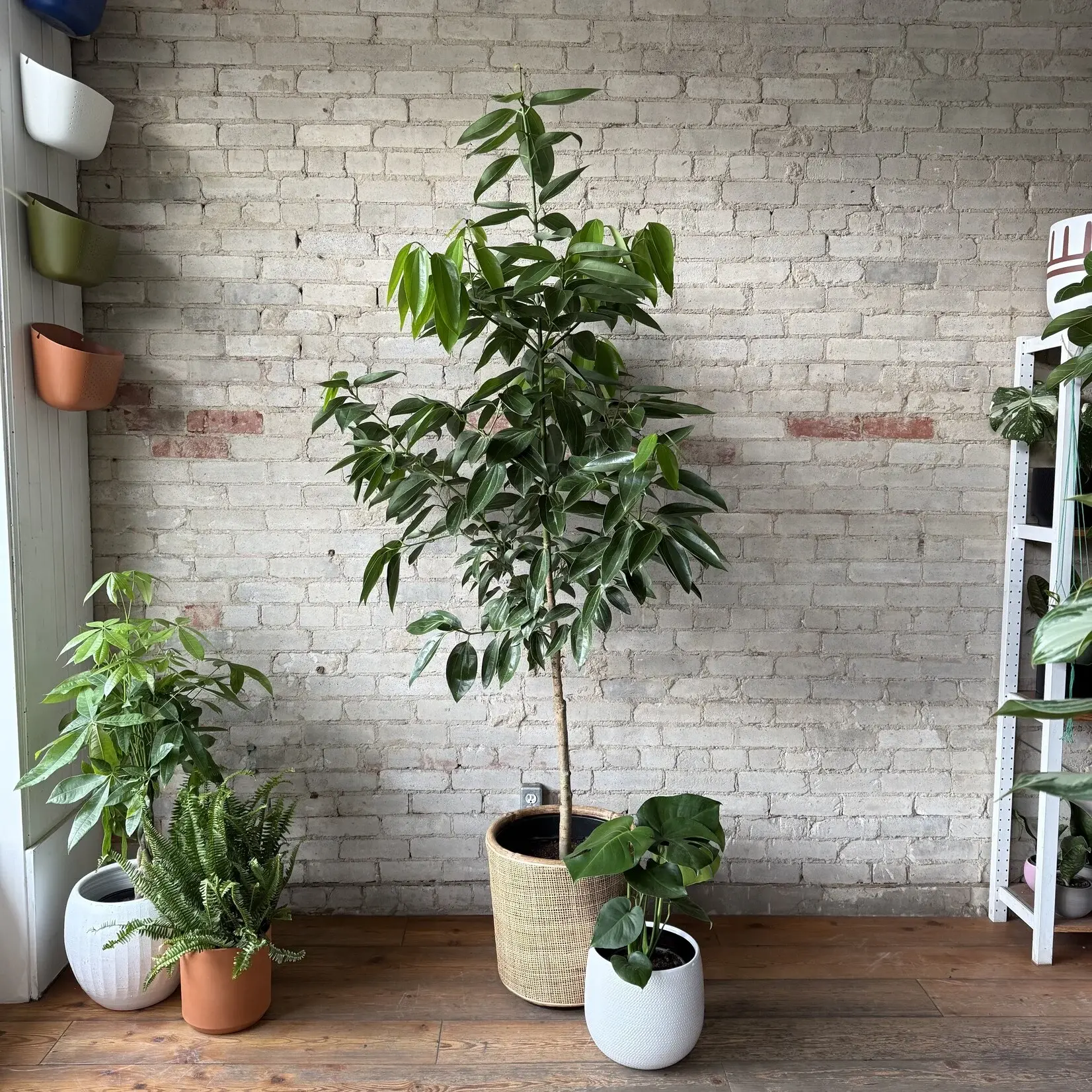 Cinnamon Tree 14"