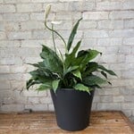 Domino Peace Lily 10"
