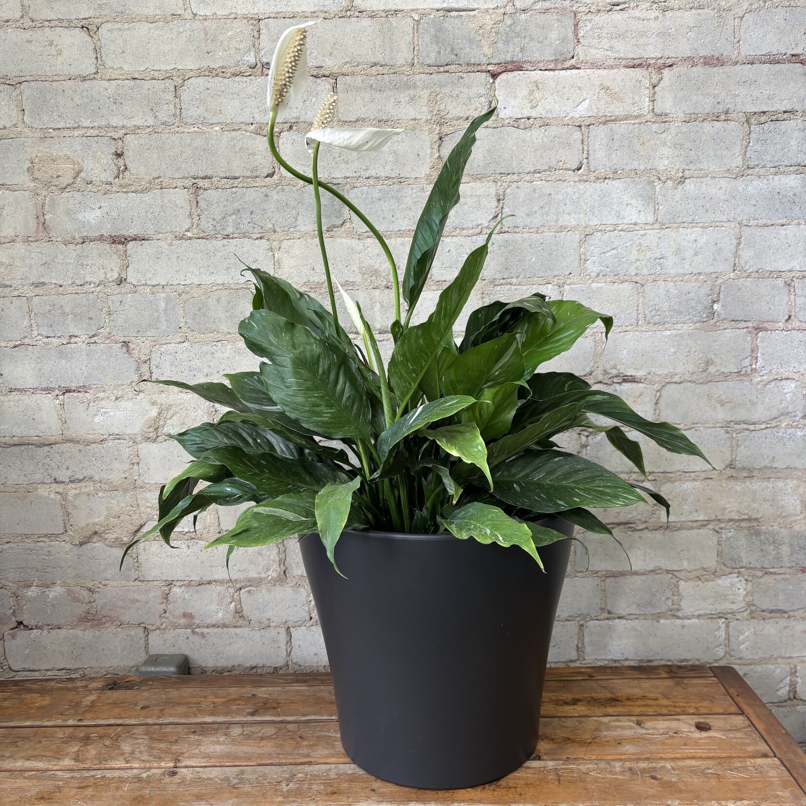 Domino Peace Lily 10"