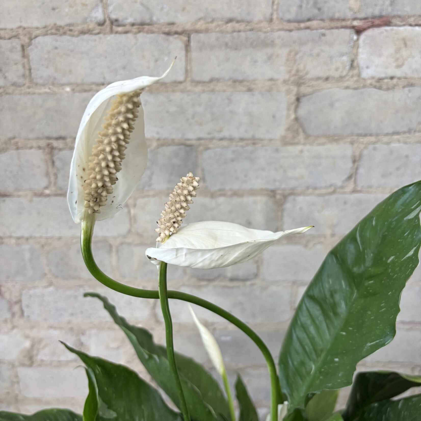 Domino Peace Lily 10"
