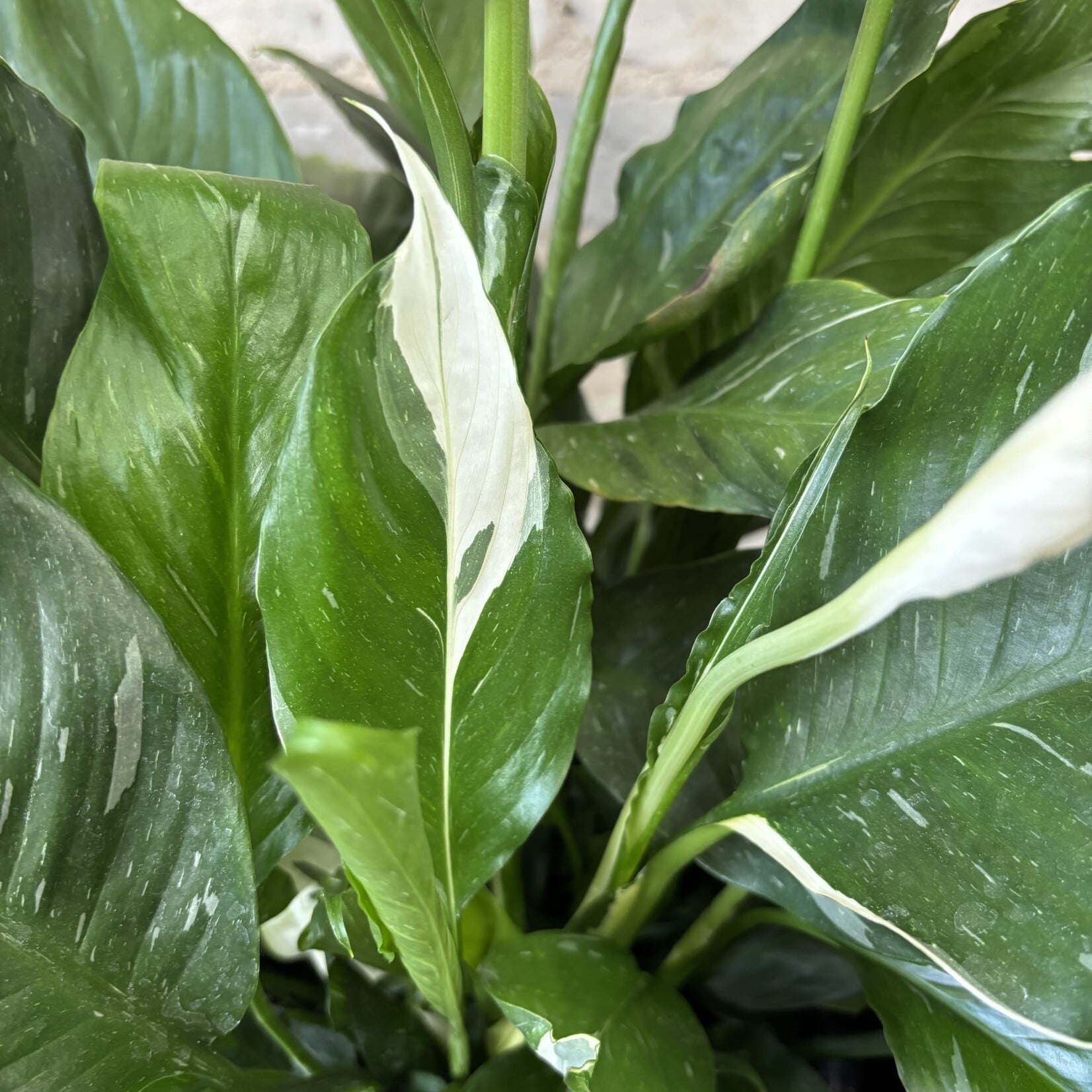 Domino Peace Lily 10"
