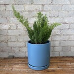 Foxtail Asparagus Fern 7"