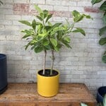 Ficus Altissima Standard 10"