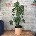 Monstera Adansonii Totem 10"
