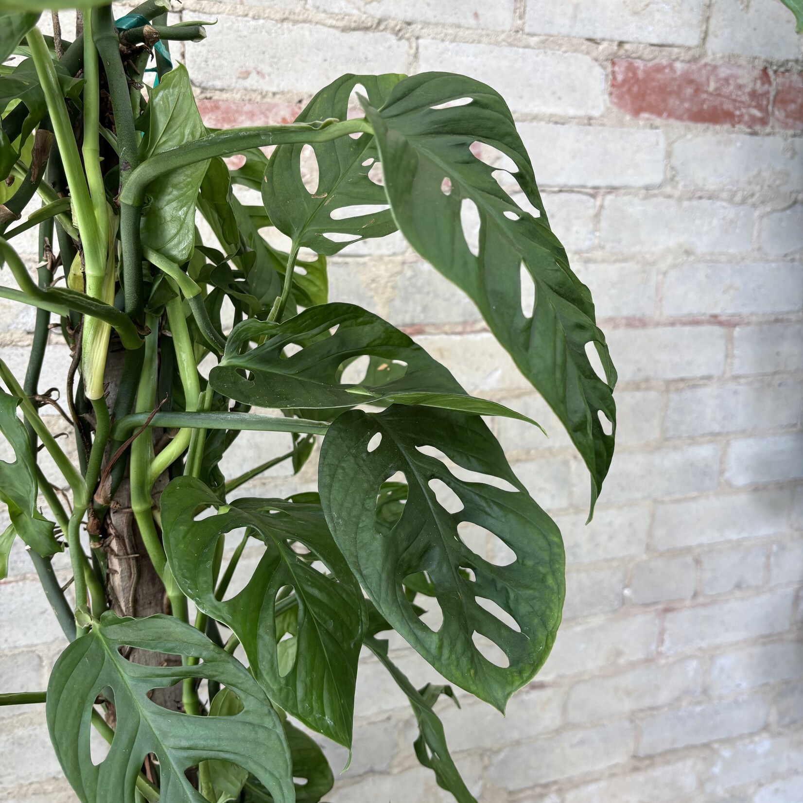 Monstera Adansonii Totem 10"