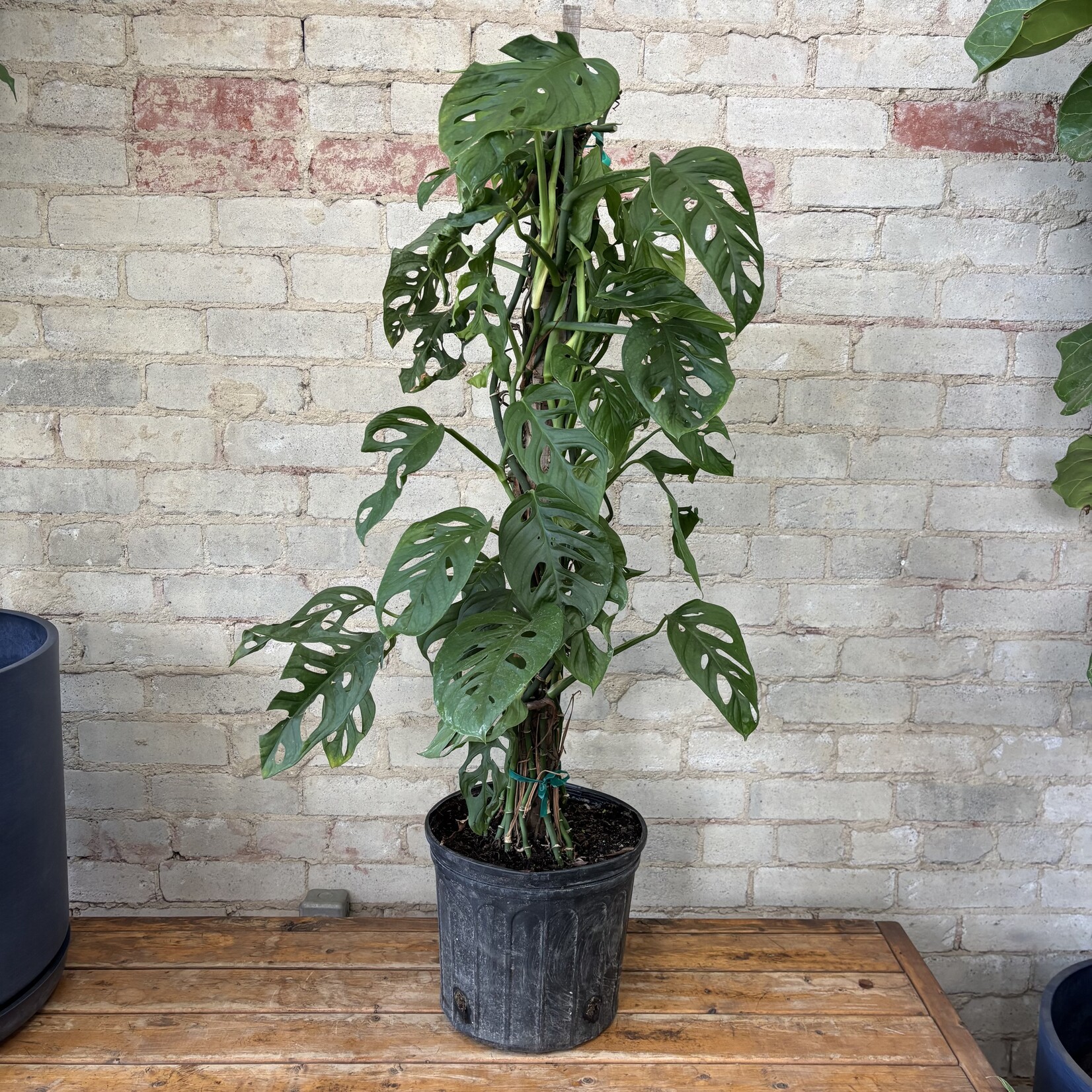 Monstera Adansonii Totem 10"