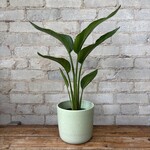 Bird of Paradise (Strelitzia Nicolai) 6"