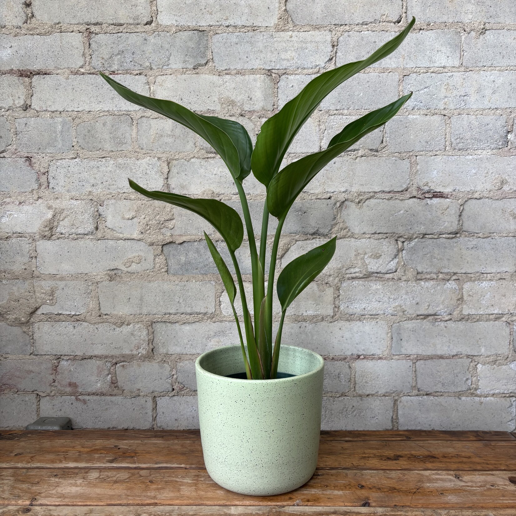 Bird of Paradise (Strelitzia Nicolai) 6"