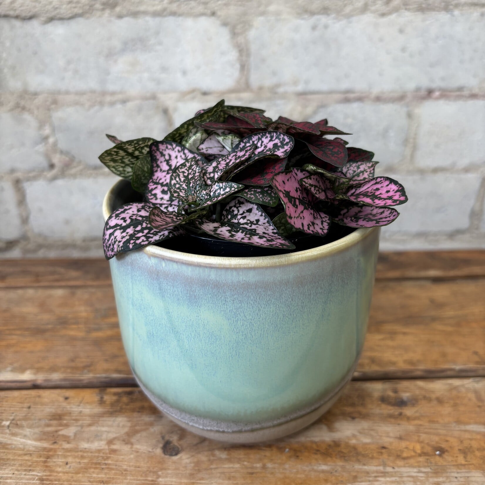 Polka Dot Plant Multi 3.5"