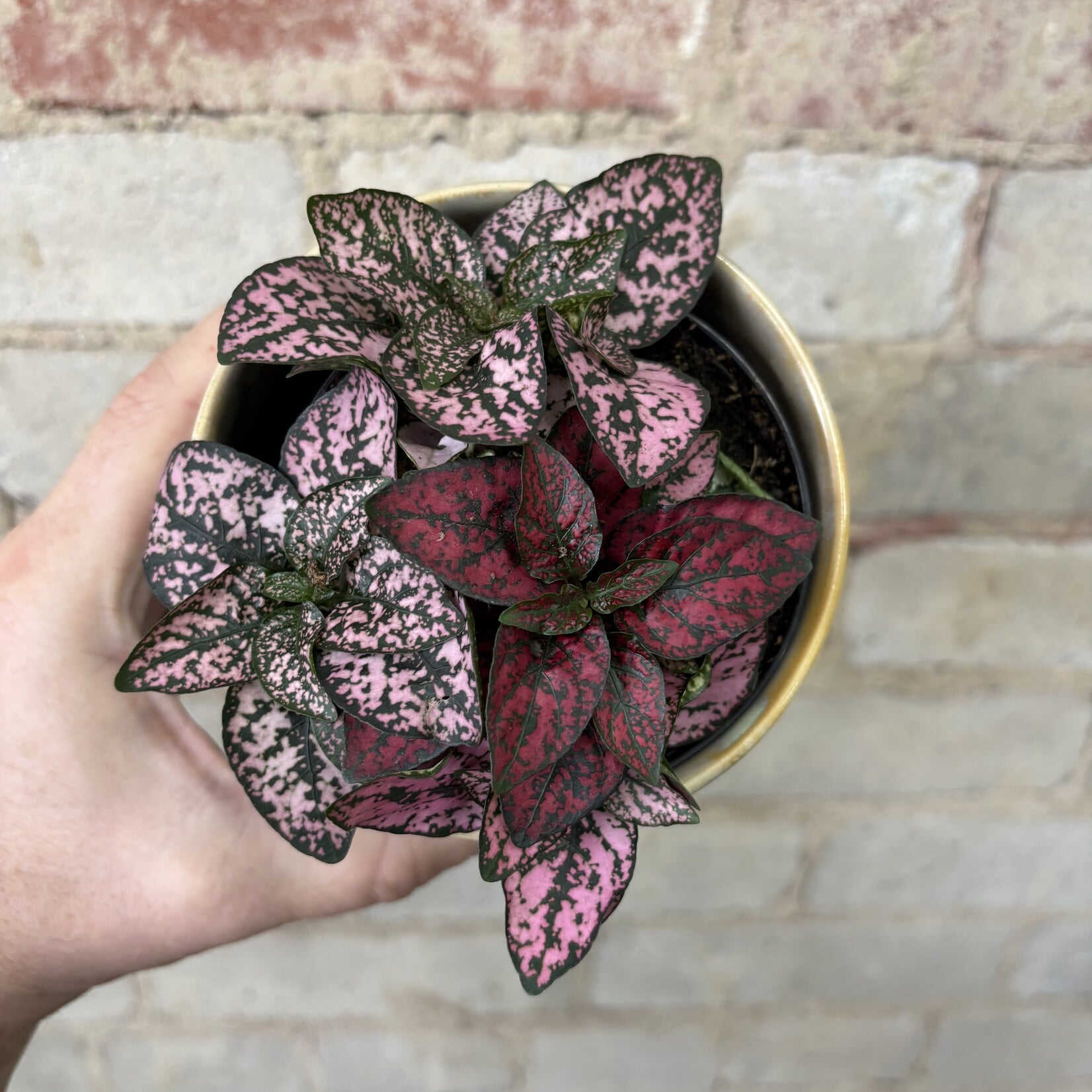 Polka Dot Plant Multi 3.5"