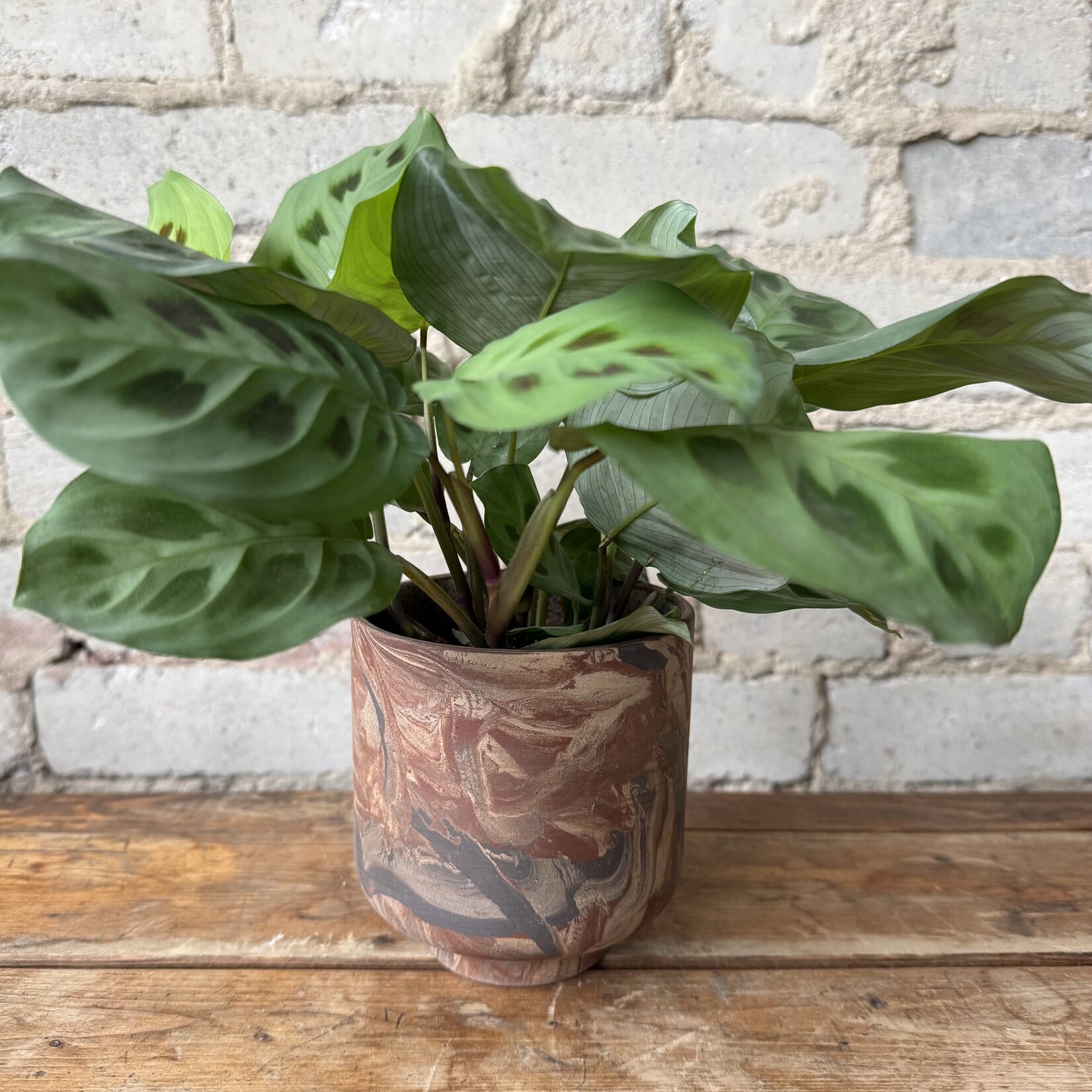 Tedros Pot (fits 4")