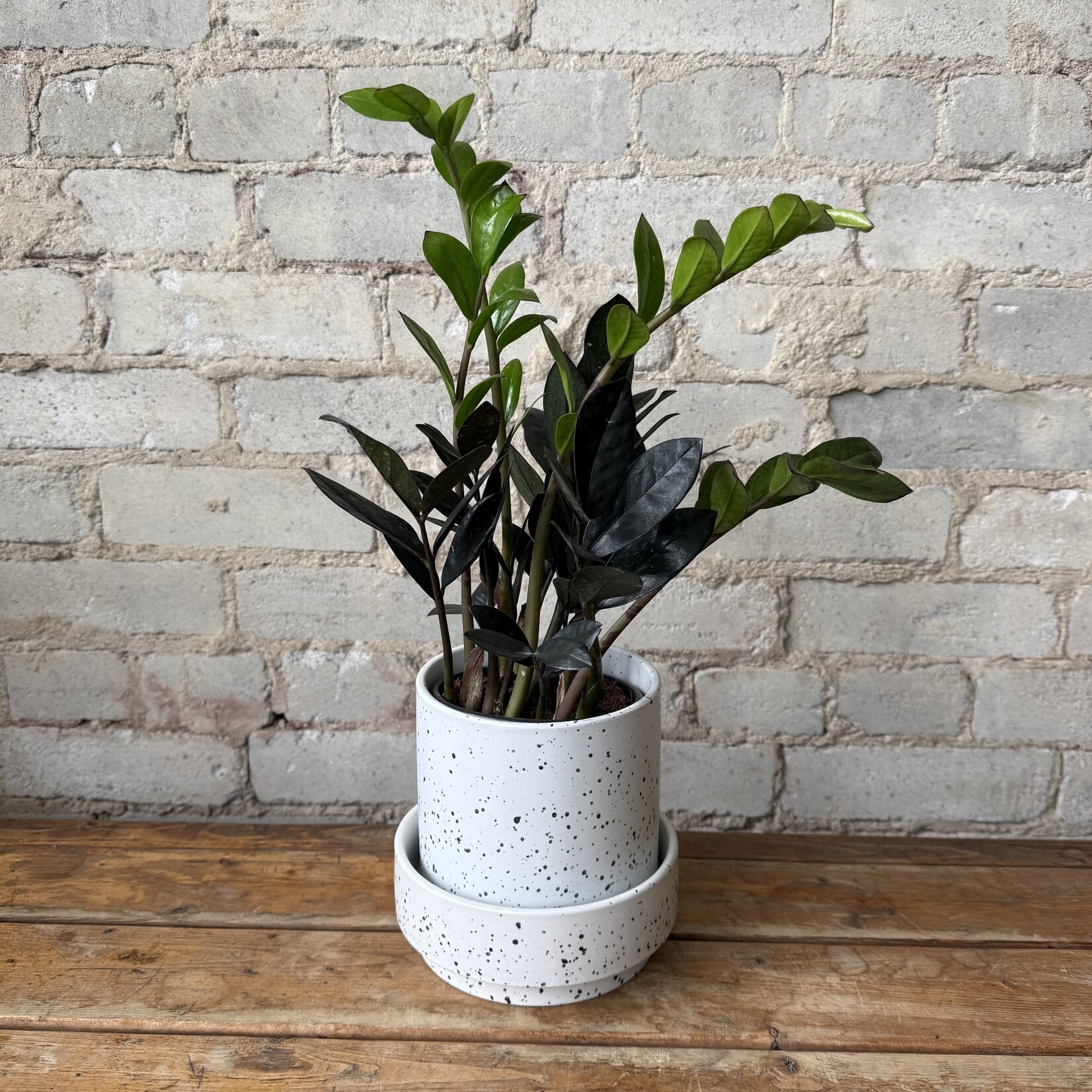 Claxton Pot w saucer (fits 5")