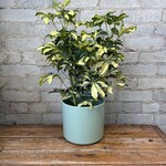 Schefflera Trinette 6"