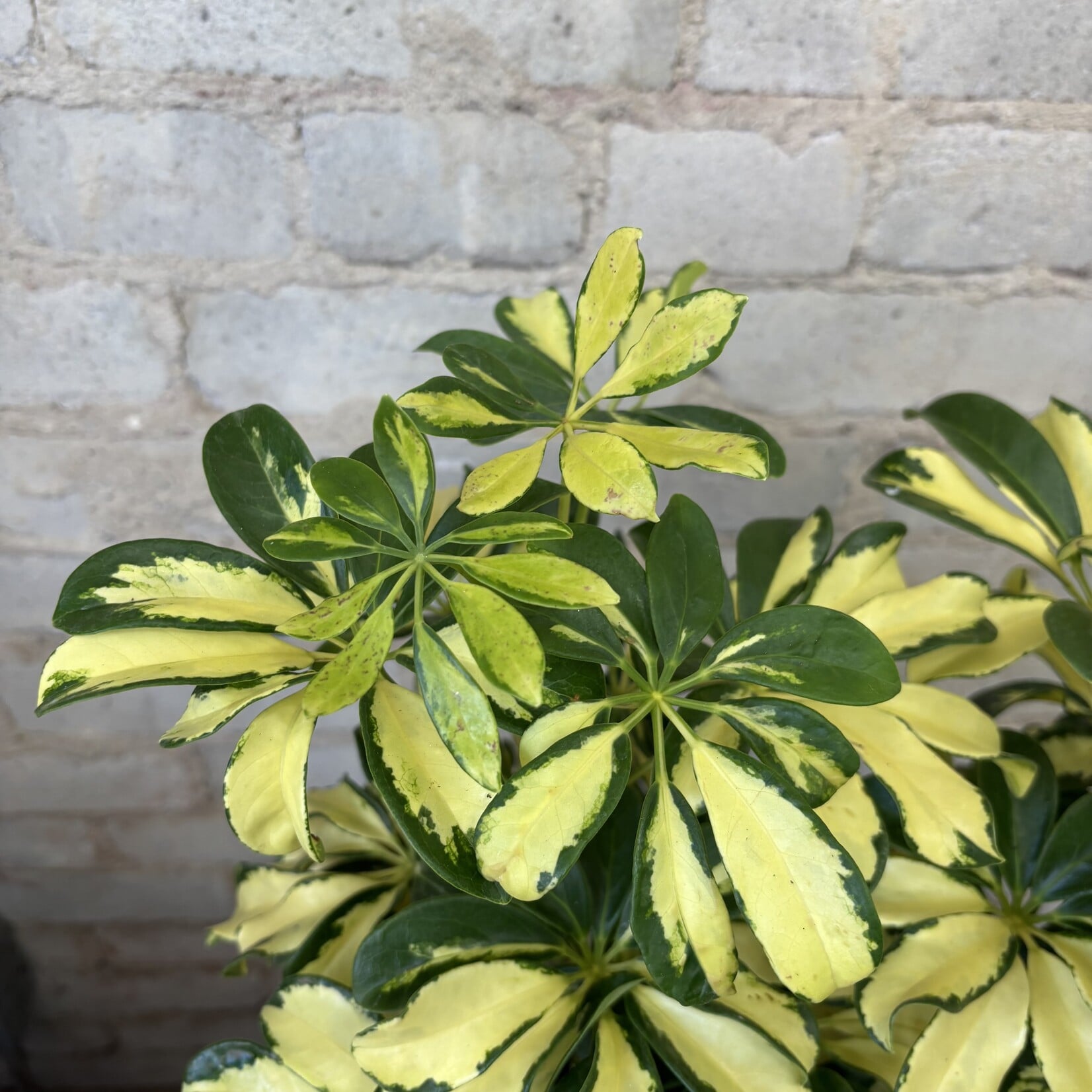 Schefflera Trinette 6"