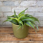 Dracaena Dragon Lemon Surprise 6"