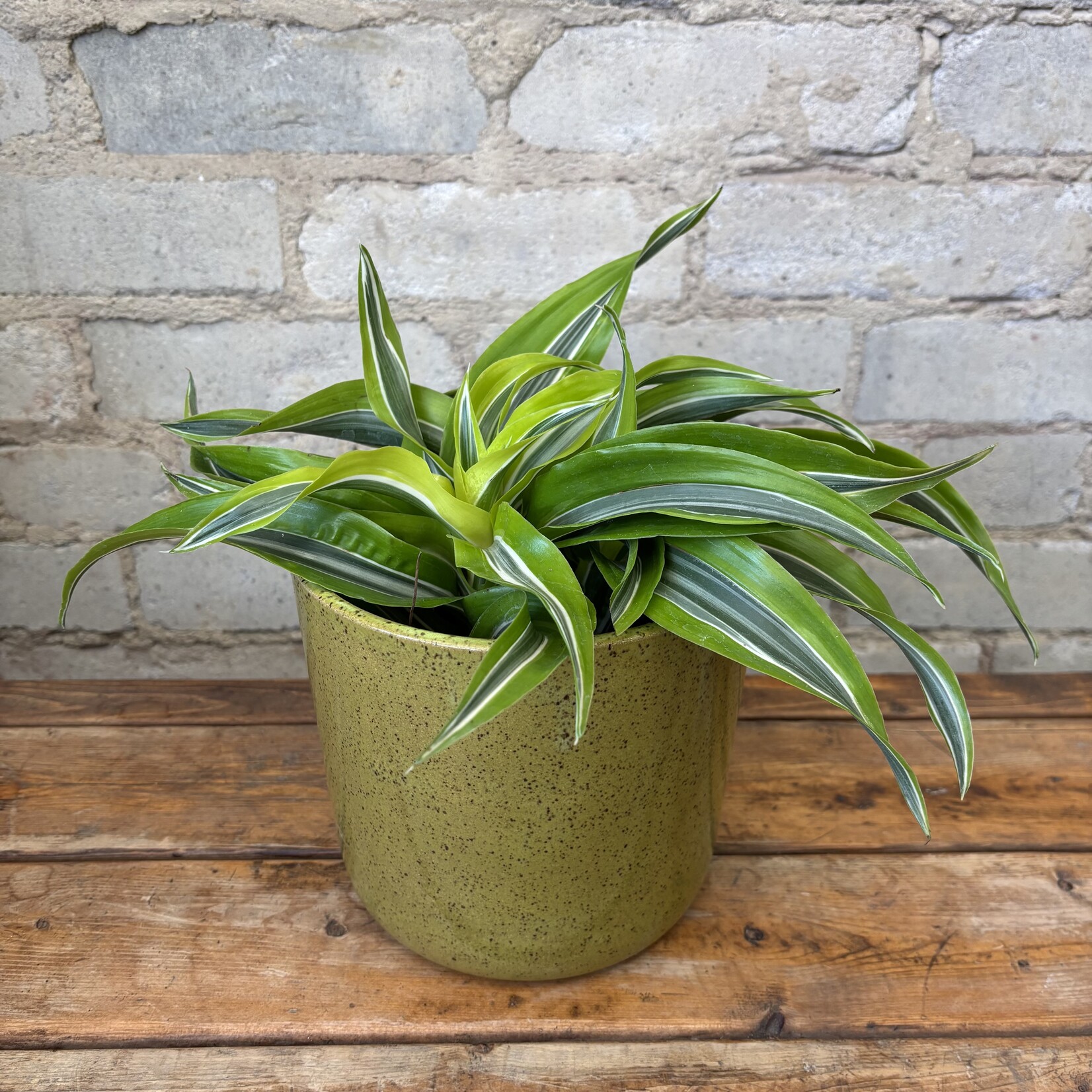 Dracaena Dragon Lemon Surprise 6"