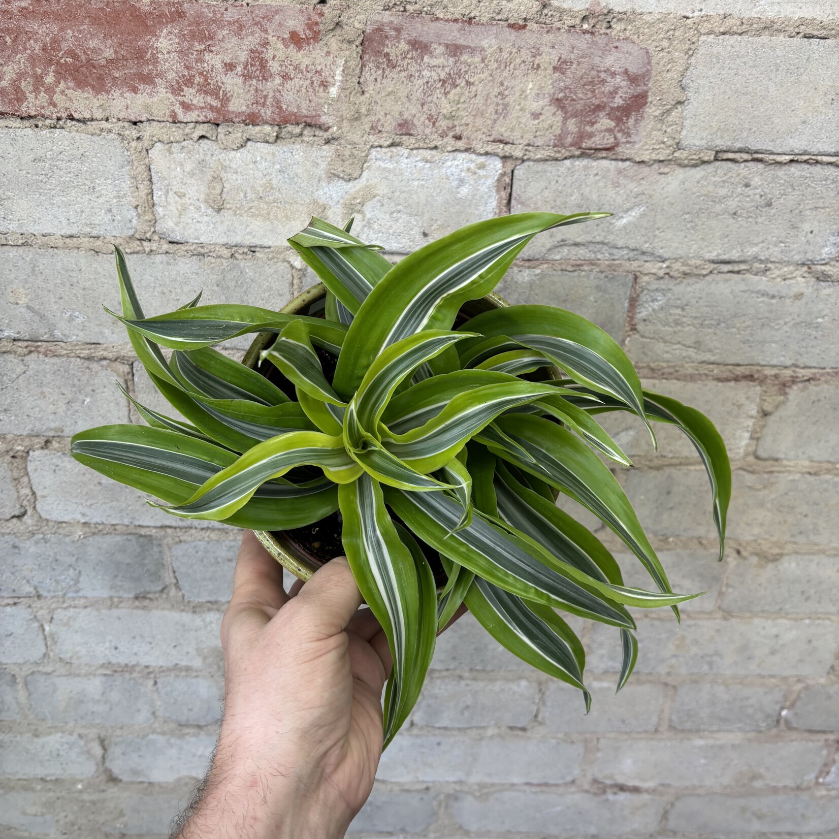 Dracaena Dragon Lemon Surprise 6"