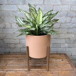 Aglaonema Spring Snow 8"