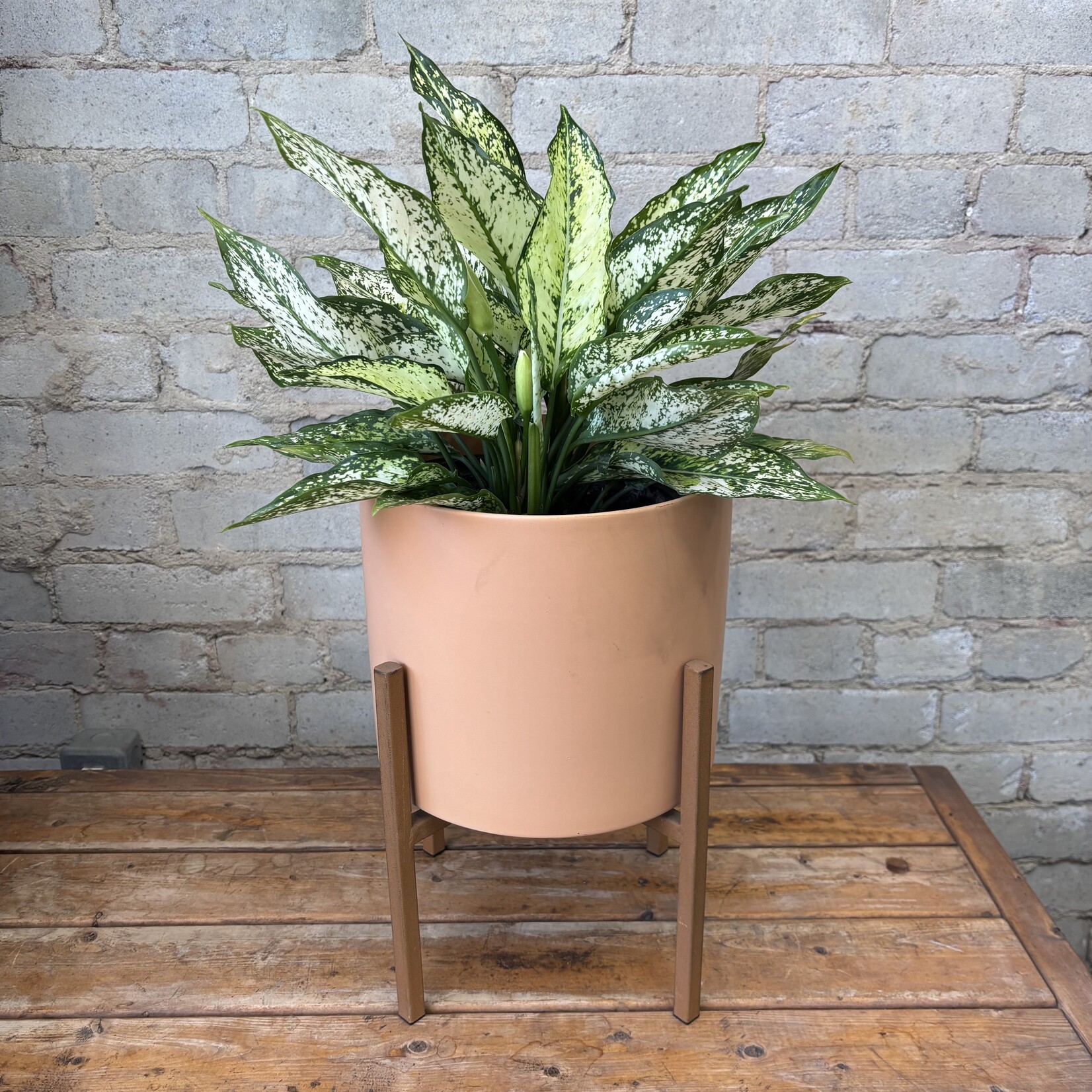 Aglaonema Spring Snow 8"