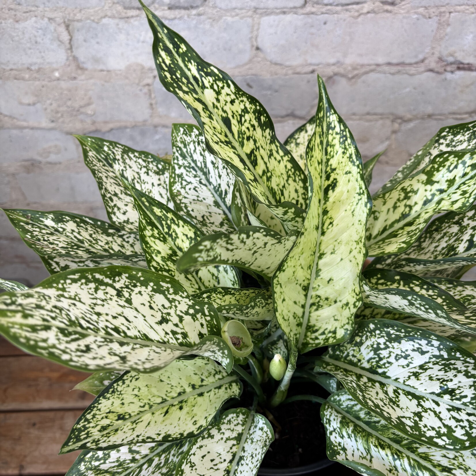 Aglaonema Spring Snow 8"