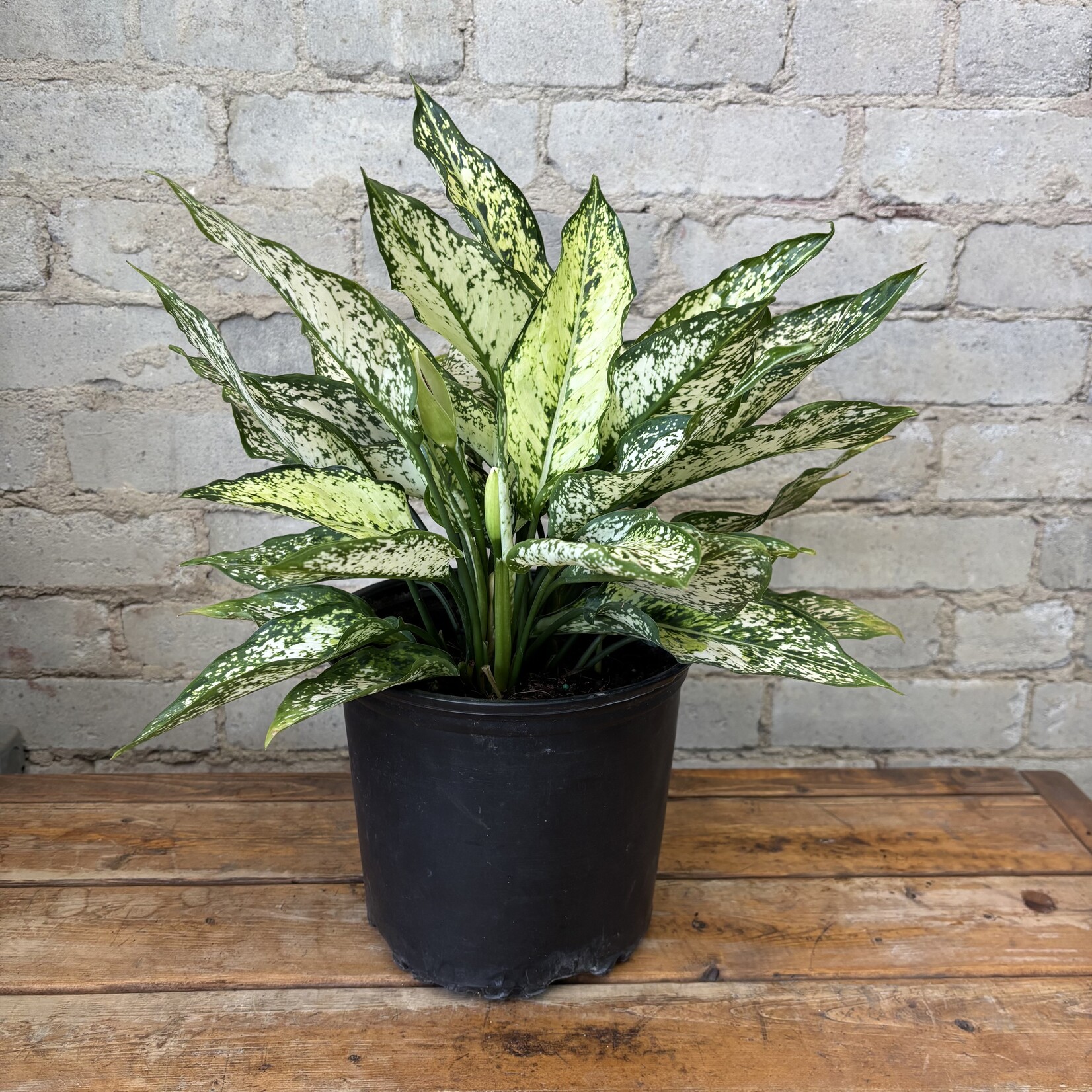 Aglaonema Spring Snow 8"