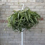 Curly Spider Plant 'Bonnie' 8" HB